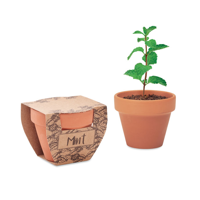 Mint Pot Terracotta pot mint seeds